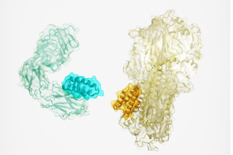 Designed protein Univ of WA