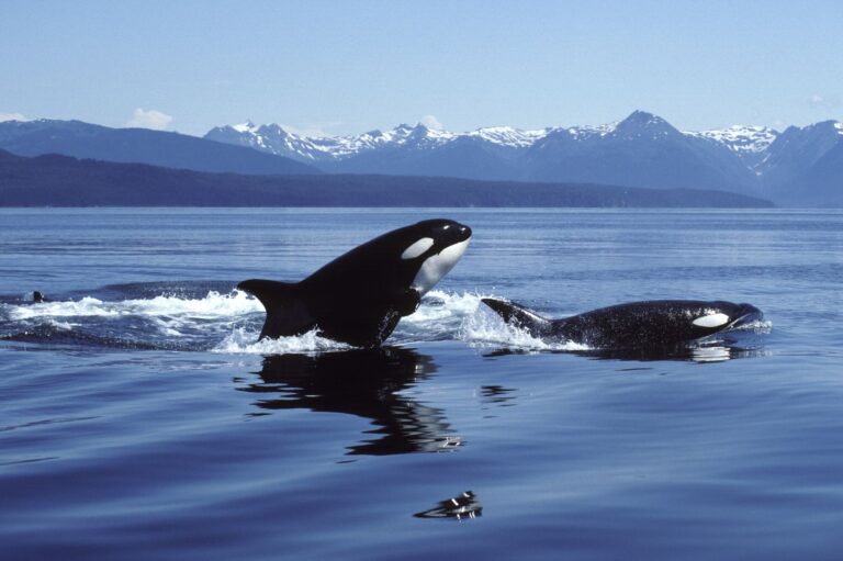 whales in the water