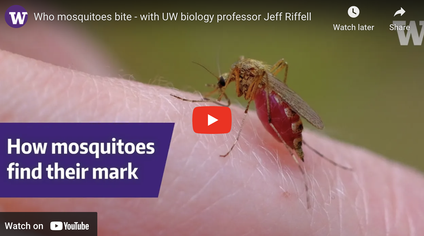 video still of mosquitoe on finger