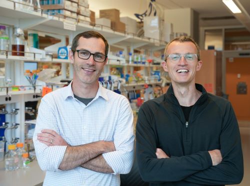 David Veesler (right) and Neil King collaborate on computer-designed protein vaccines against sarbecoviruses.